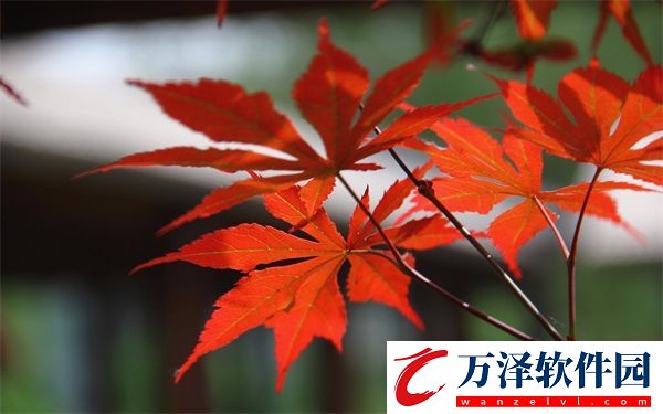 桃花流水芳草萋萋