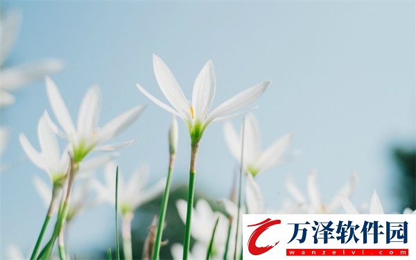 YSL熱門蜜桃色