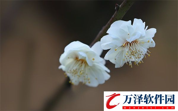 九幺1.0.31版本的更新內(nèi)容有哪些
