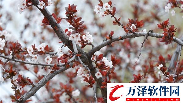 成品短視頻軟件網(wǎng)站大全APP